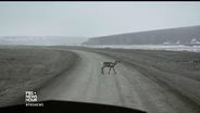 Where Alaska's oil industry and wilderness meet