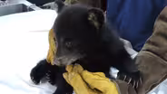 Bears