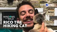 Rico The Hiking Cat