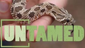 Video thumbnail: Untamed Untamed: Snakes