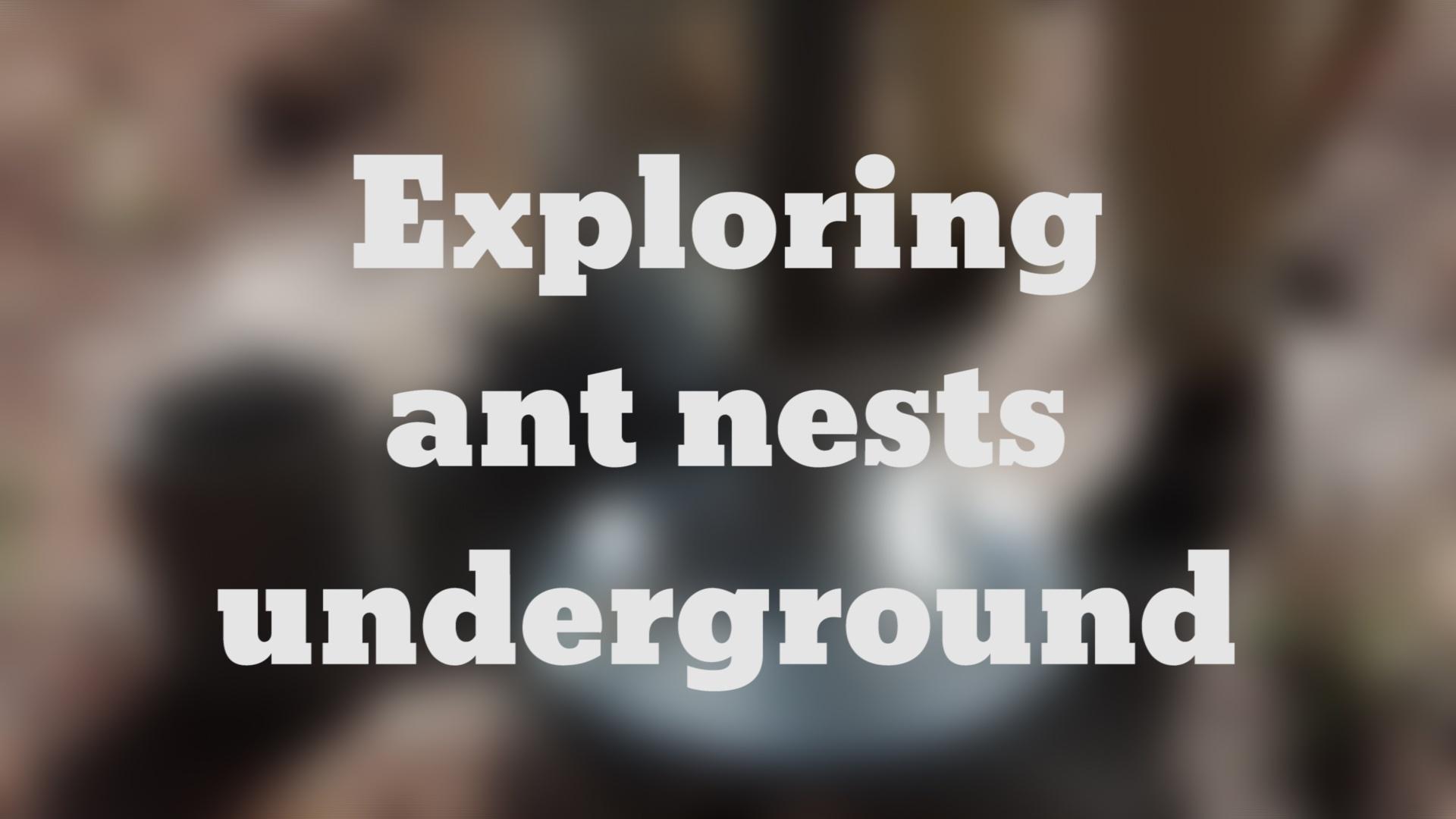 The Underground Lives of Ants in North Florida
