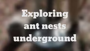 The Underground Lives of Ants in North Florida