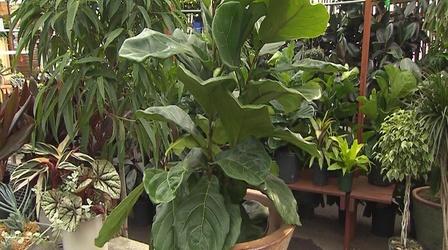 Video thumbnail: Volunteer Gardener Volunteer Gardener 2602