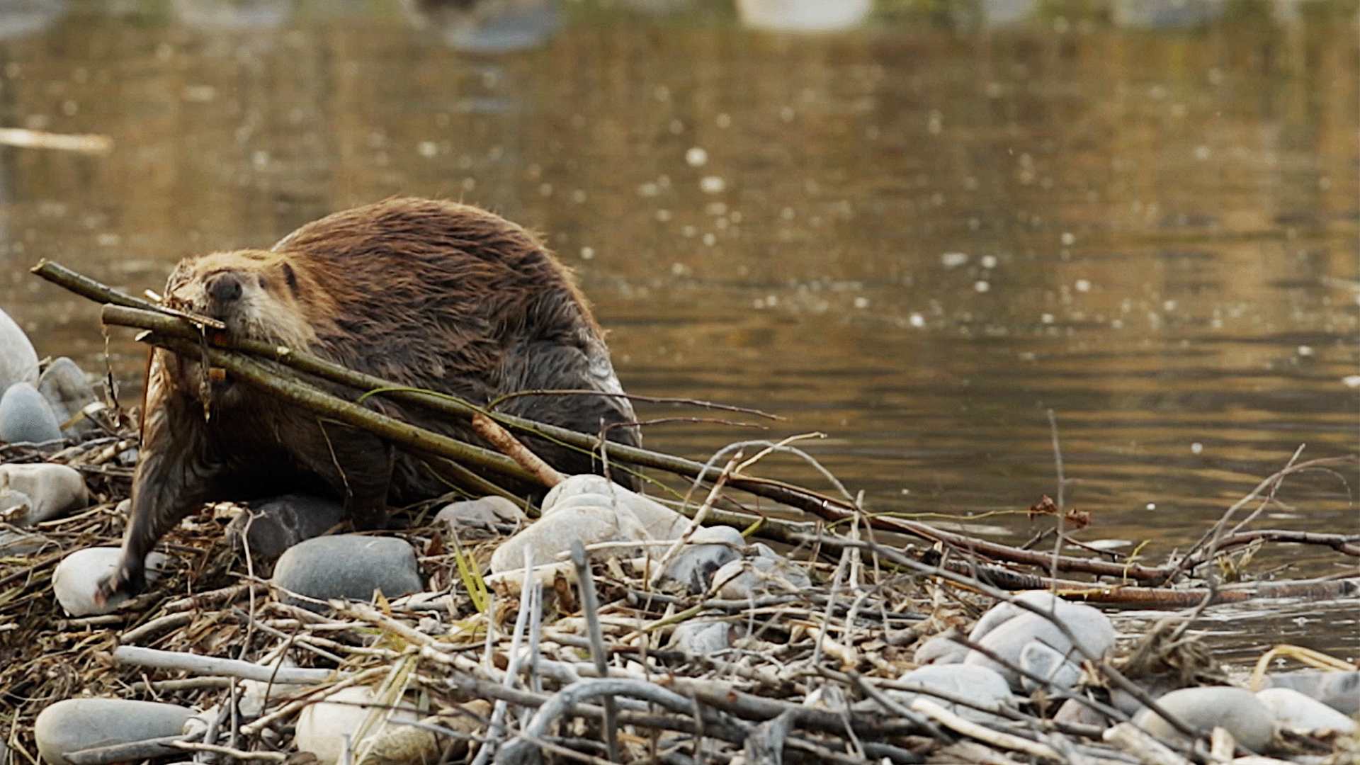 Beavers Are Good Engineers. Can We Use Them?