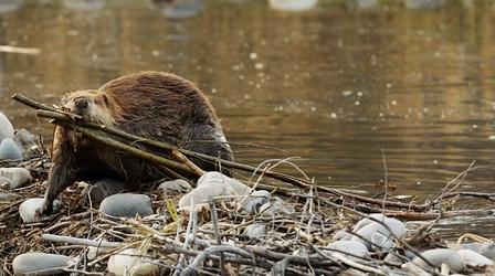 Video thumbnail: SCI NC Beavers Are Good Engineers. Can We Use Them?