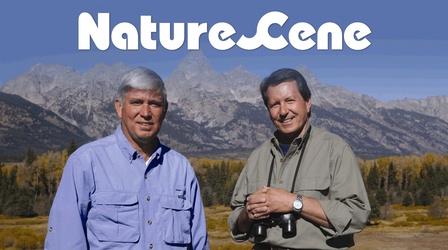 Video thumbnail: NatureScene Denali National Park (1995)