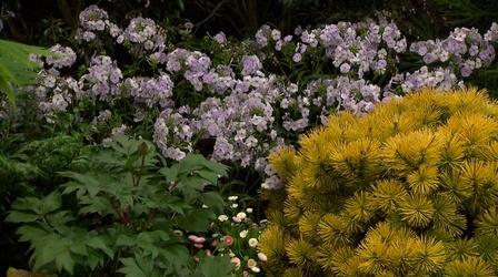 Video thumbnail: Volunteer Gardener Volunteer Gardener 2819