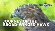 Journey of the Broad-Winged Hawk