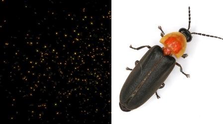 Video thumbnail: Central Texas Gardener Attracting Fireflies