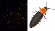 Attracting Fireflies