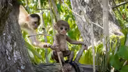 Preview: Spy in the Wild 2 - Episode 1: The Tropics