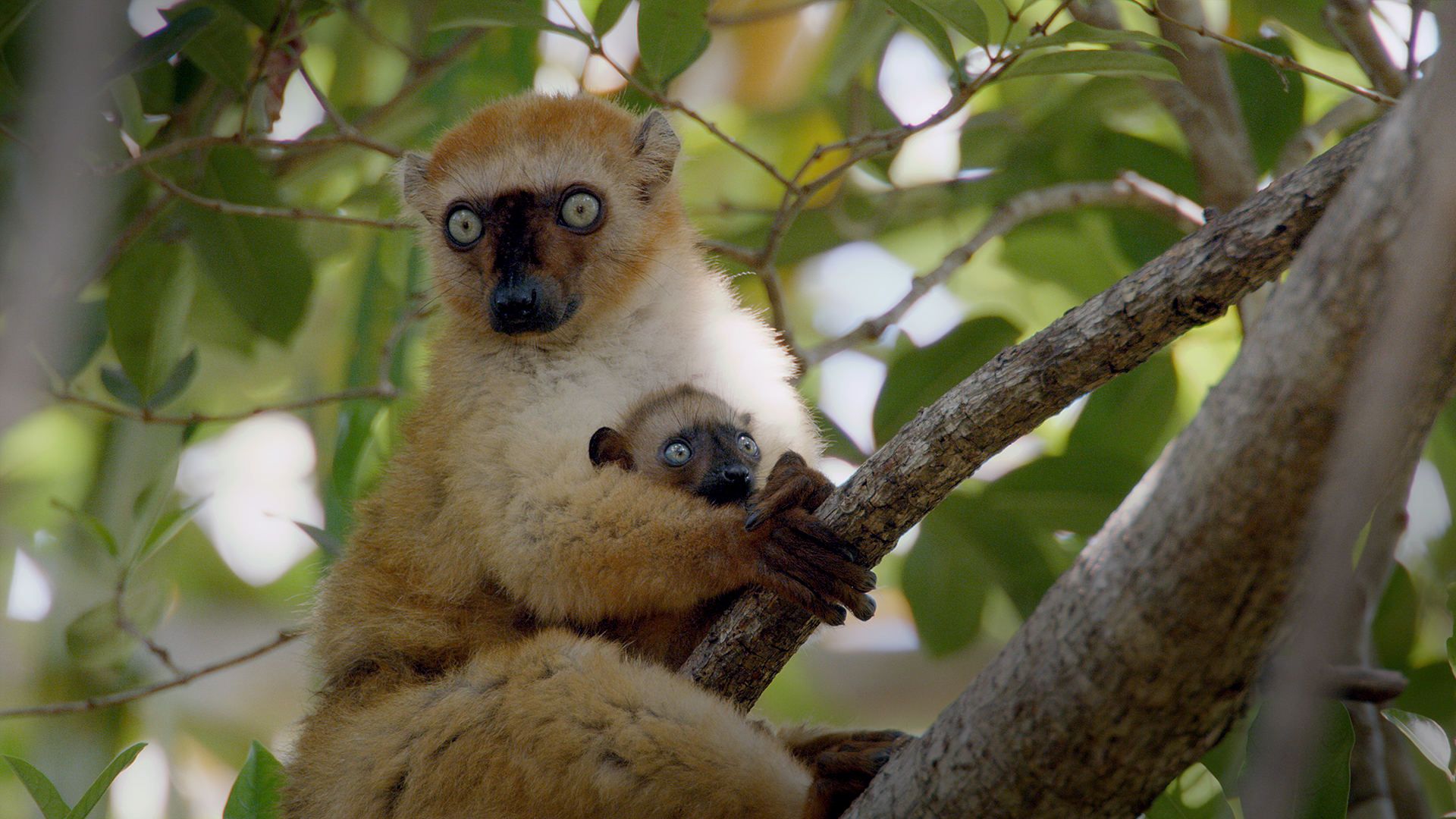 Dusky leaf monkeys are born bright orange : r/monkeys