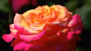 Portland Rose Garden's summer blooms are the result of year-round work