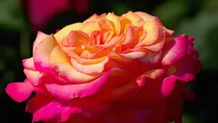 Portland Rose Garden's summer blooms are the result of year-round work