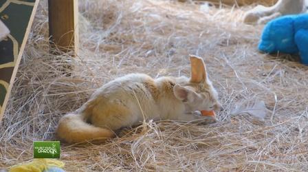 Video thumbnail: You Bet Your Garden Ep. 71 Are Foxes Good or Bad for your Backyard?