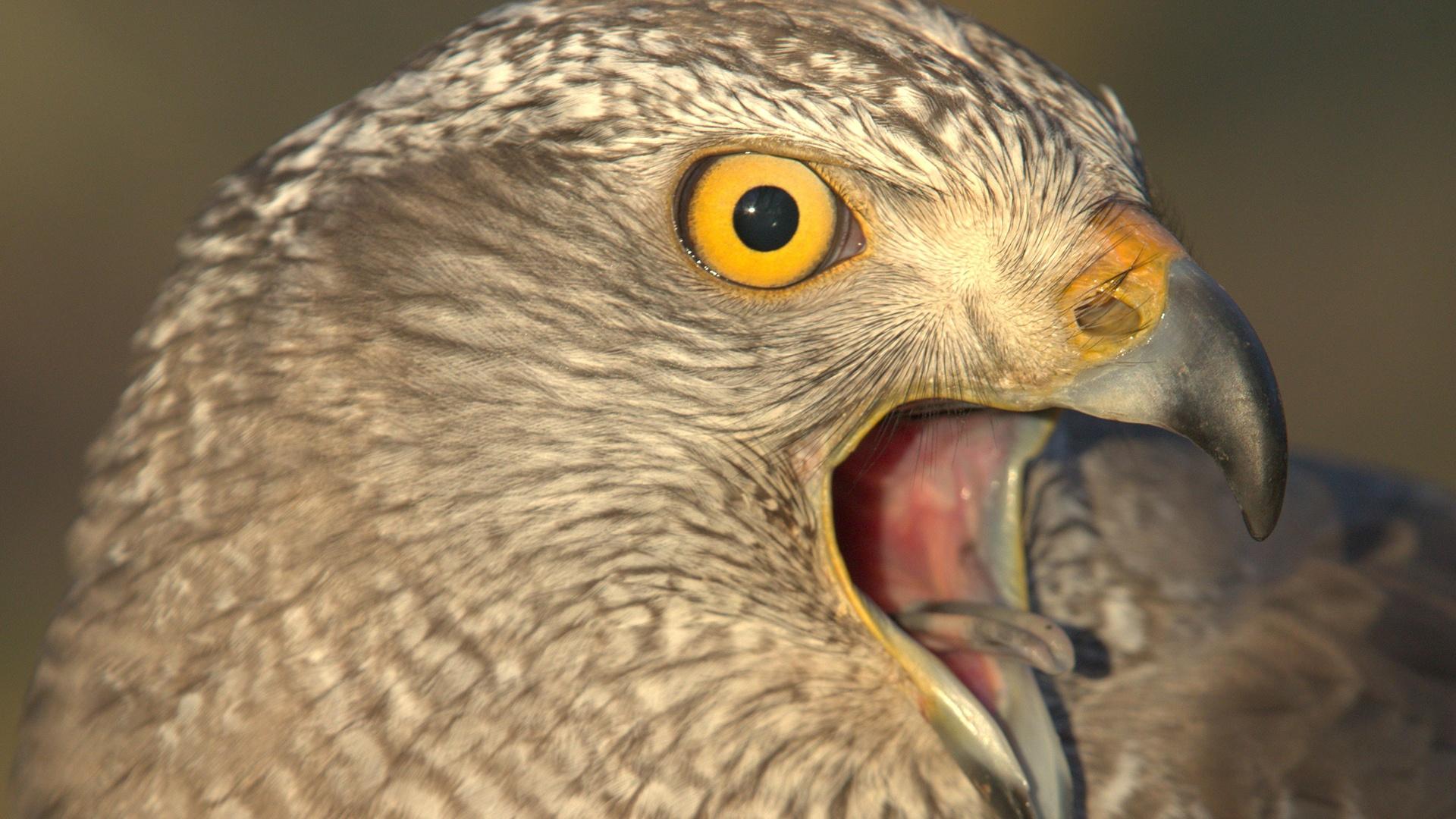 Closeup of an eagle's face