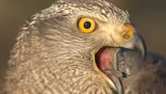 Meet the Raptors | Raptors: A Fistful of Daggers