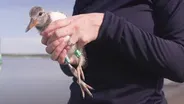 How Banding Helps Save This Bird