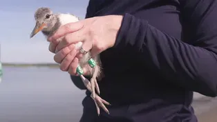 How Banding Helps Save This Bird