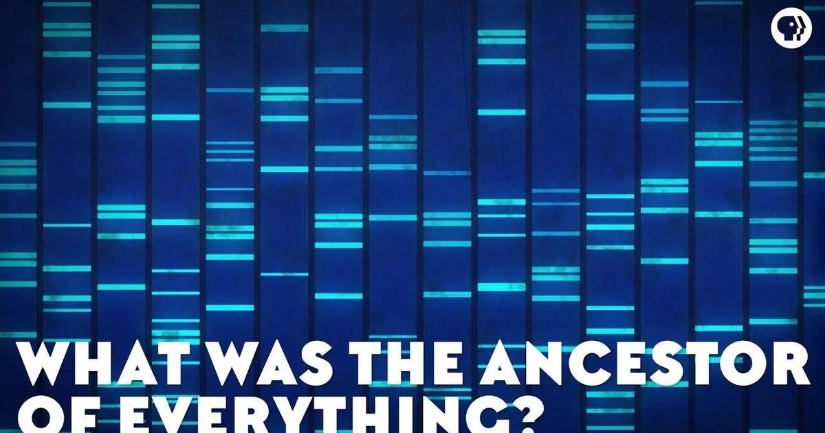 Eons | what was the ancestor of everything? | season 1 | episode 37