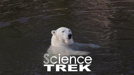 Video thumbnail: Science Trek Satellites: Counting Polar Bears from Space