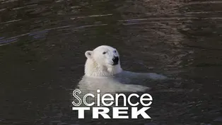 Satellites: Counting Polar Bears from Space