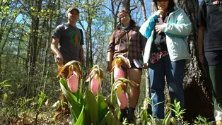 Snakeroot Ecotours