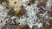 Mosses and Lichens