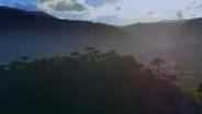 Forests