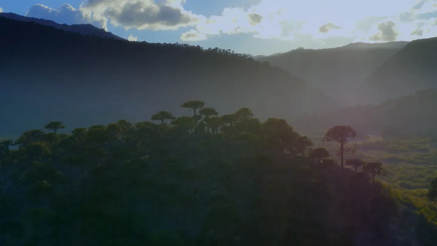 Forests