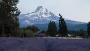 Lavender Farming