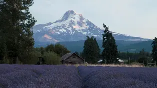 Lavender Farming