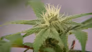 Learn how grow tents are used to cultivate cannabis