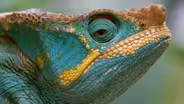 Africa: Madagascar