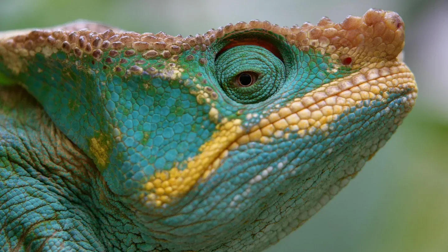 Africa: Madagascar