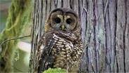 Spotted Owls