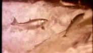 Arrival of the Salmon (Journals of Lewis and Clark)