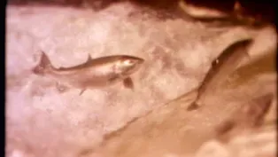 Arrival of the Salmon (Journals of Lewis and Clark)
