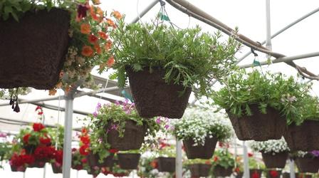Video thumbnail: South Dakota Home Garden South Dakota Home Garden: Hanging Baskets