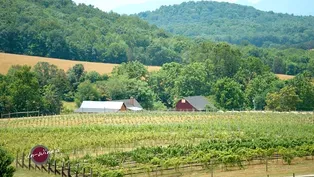 Ecco Adesso Vineyards