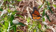 Pollinators