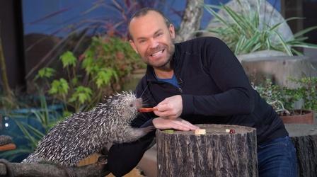 Video thumbnail: Rob on the Road A Decade of Destinations – Animal Adventures