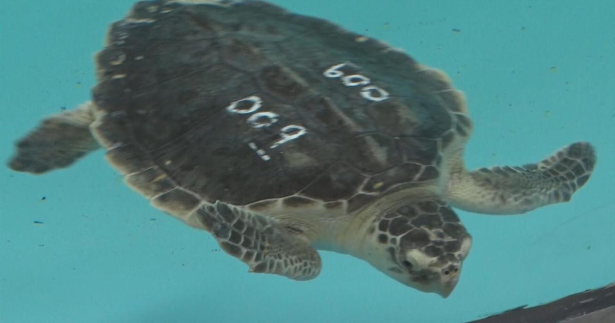 SciTech Now | Saving sea turtles | Season 4 | Episode 10 | PBS