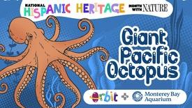 Giant Pacific Octopus: 8 arms and 9 brains: asset-mezzanine-16x9