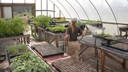 Growing more than food: reviving a Japanese American legacy