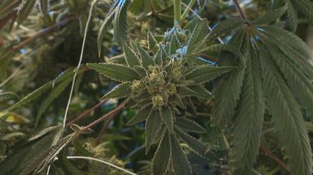 Video thumbnail: Chicago Tonight A Look at Illinois’ Marijuana Expungement Efforts