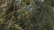 A Look at Illinois’ Marijuana Expungement Efforts