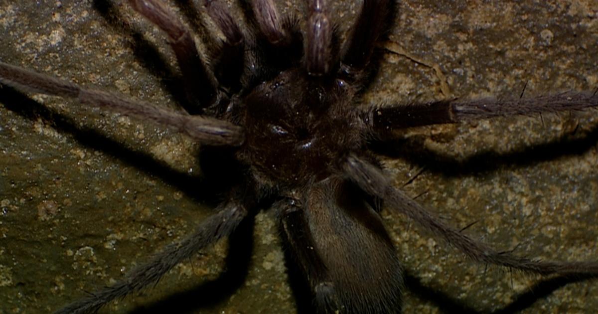 giant spider eating a snake is absolutely horrifying