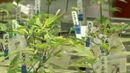 One year later: Recreational marijuana