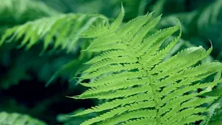 Ferns